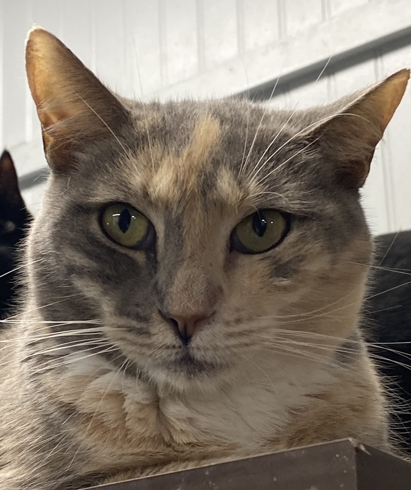 Juno, an adoptable Calico, Tabby in Panama City Beach, FL, 32408 | Photo Image 2