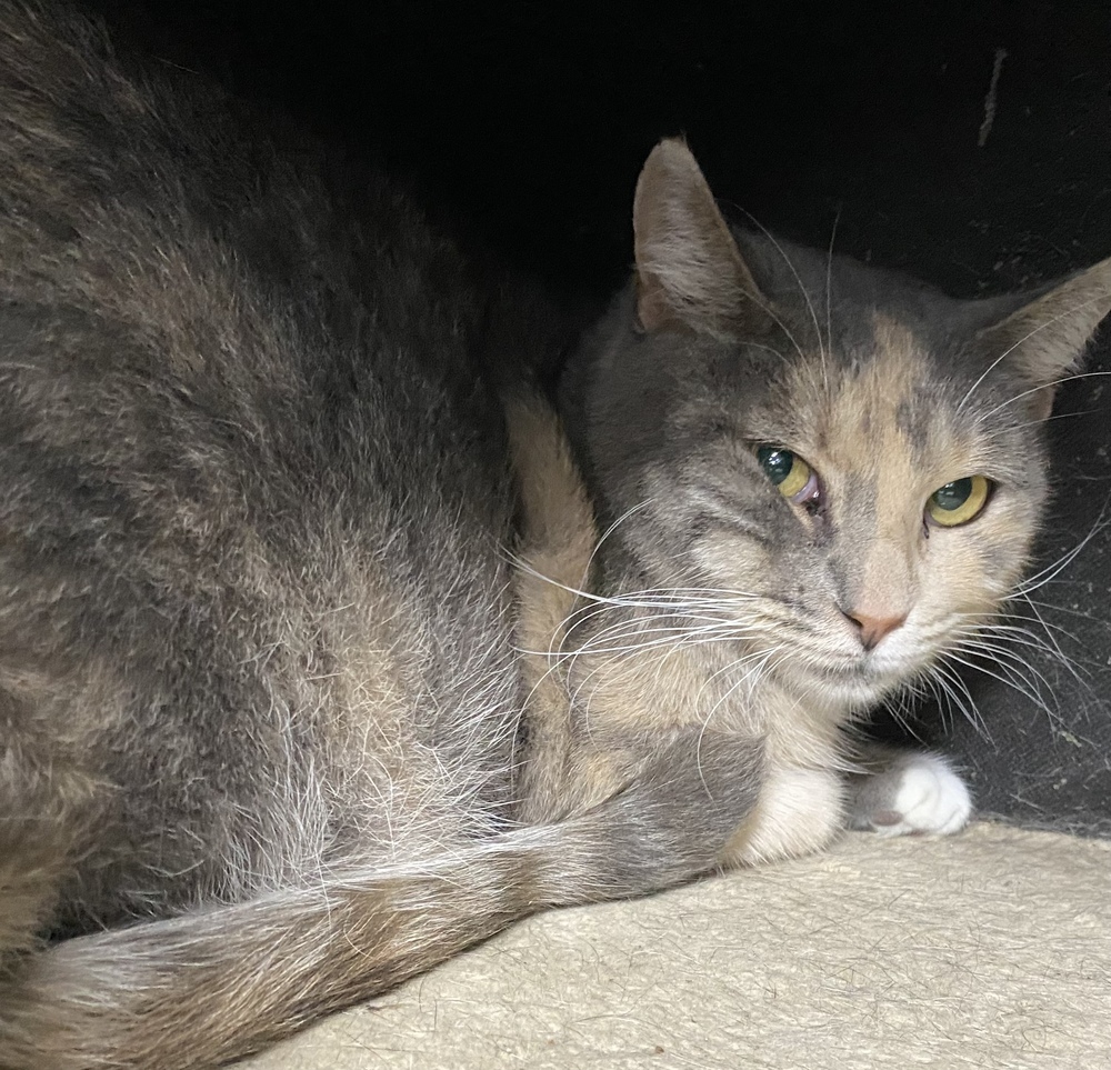 Juno, an adoptable Calico, Tabby in Panama City Beach, FL, 32408 | Photo Image 3