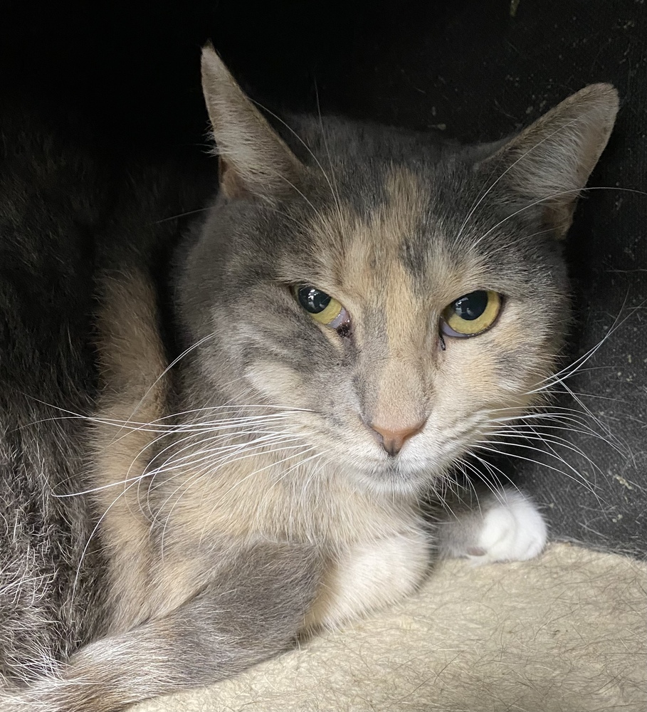 Juno, an adoptable Calico, Tabby in Panama City Beach, FL, 32408 | Photo Image 4