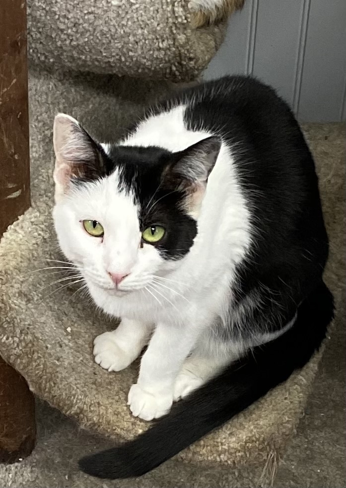 Sisu, an adoptable Domestic Short Hair in Panama City Beach, FL, 32408 | Photo Image 1