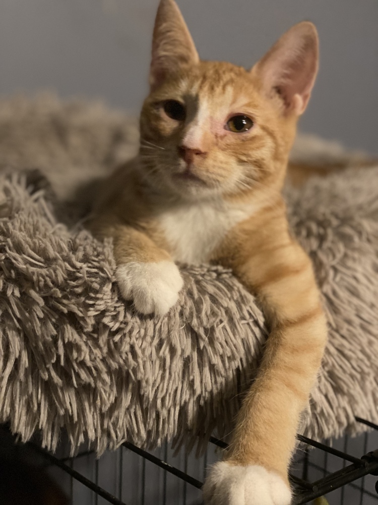 Toby, an adoptable Tabby in Panama City Beach, FL, 32408 | Photo Image 1