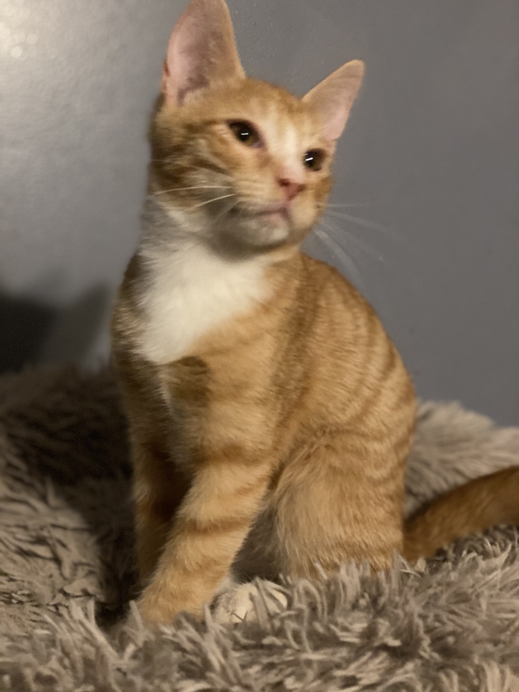 Toby, an adoptable Tabby in Panama City Beach, FL, 32408 | Photo Image 2