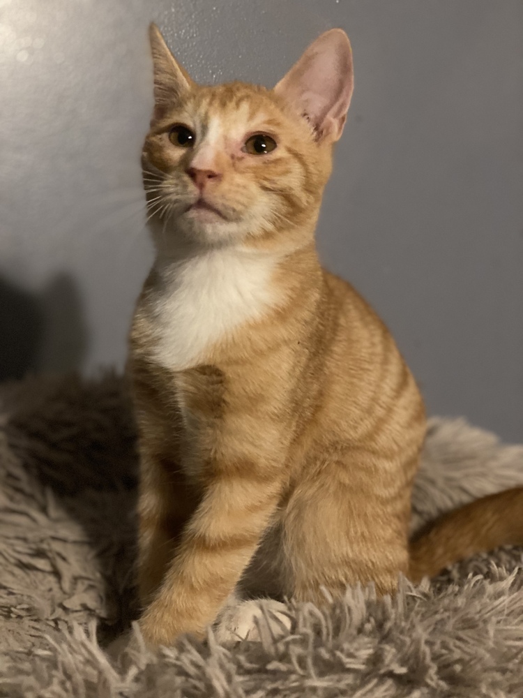 Toby, an adoptable Tabby in Panama City Beach, FL, 32408 | Photo Image 3