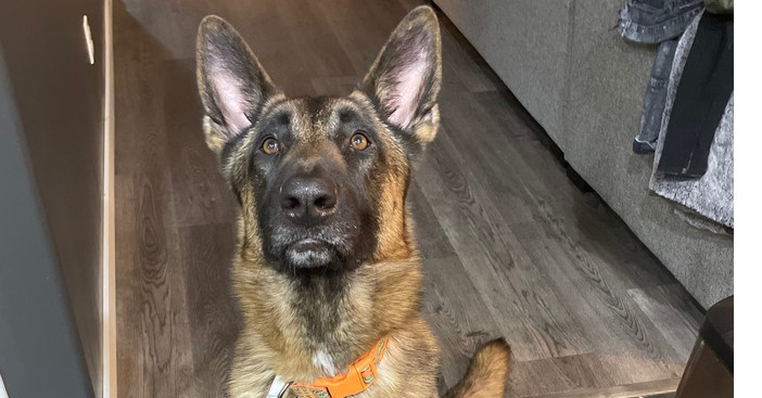 Danzig FTA Reptar Blue located in NE, an adoptable Belgian Shepherd / Malinois, German Shepherd Dog in Imlay City, MI, 48444 | Photo Image 1