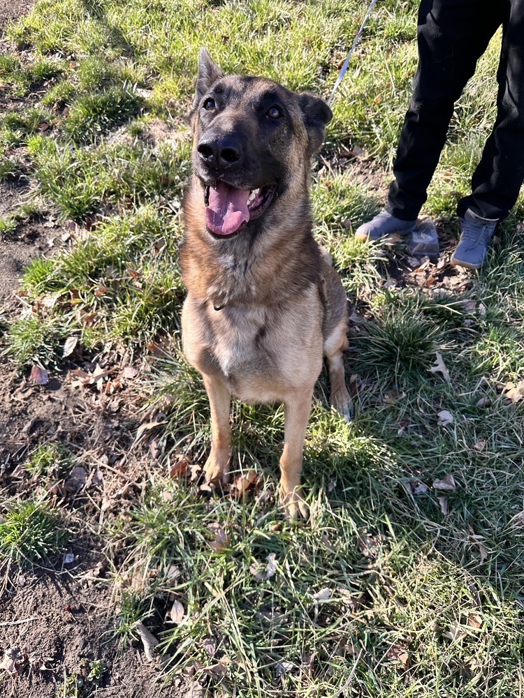 Danzig FTA Reptar Blue located in NE, an adoptable Belgian Shepherd / Malinois, German Shepherd Dog in Imlay City, MI, 48444 | Photo Image 2