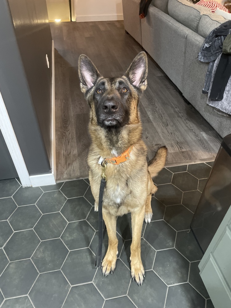 Danzig FTA Reptar Blue located in NE, an adoptable Belgian Shepherd / Malinois, German Shepherd Dog in Imlay City, MI, 48444 | Photo Image 3