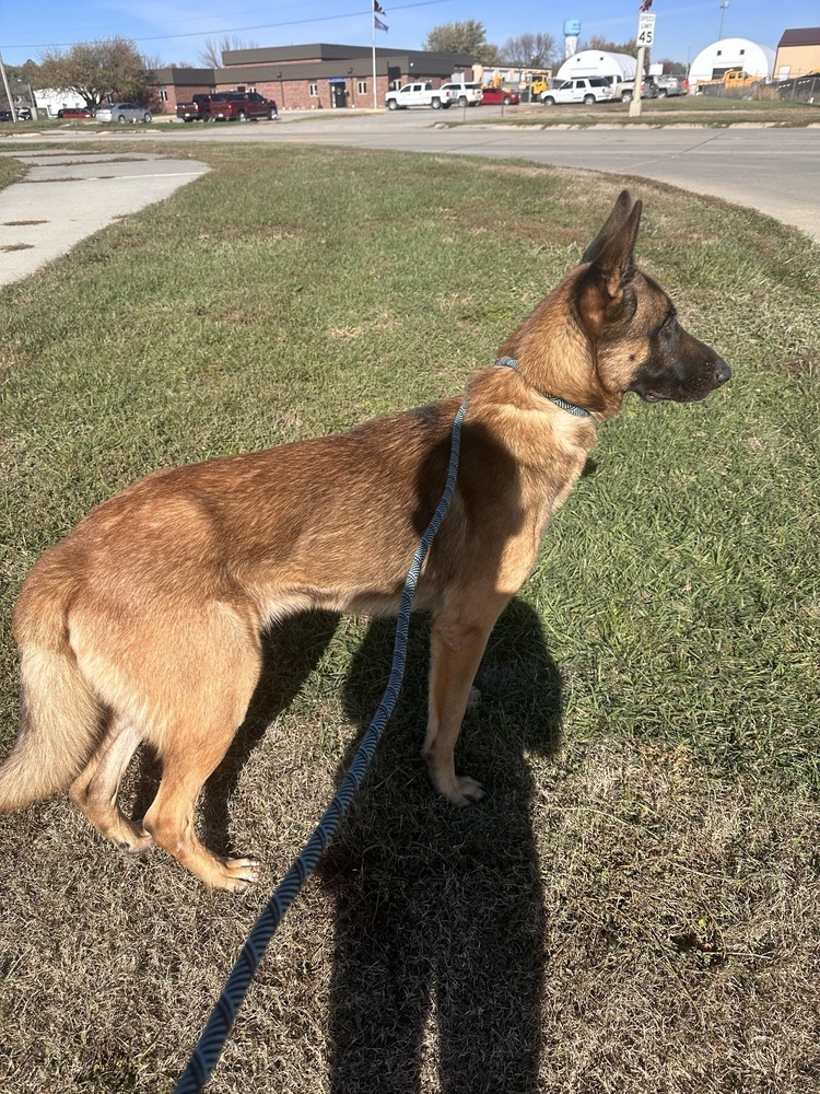 Danzig FTA Reptar Blue located in NE, an adoptable Belgian Shepherd / Malinois, German Shepherd Dog in Imlay City, MI, 48444 | Photo Image 4