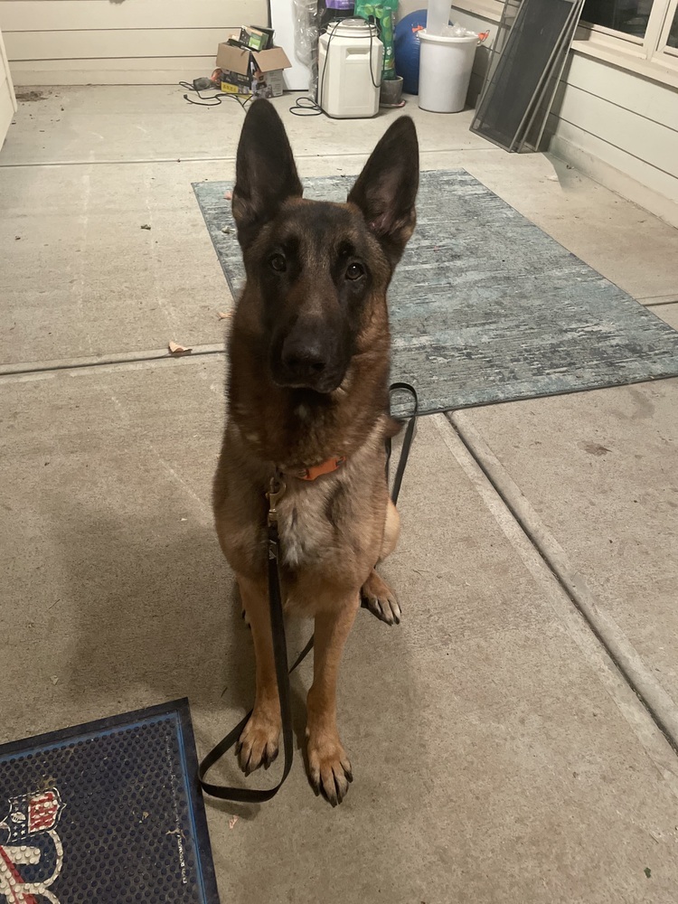 Danzig FTA Reptar Blue located in NE, an adoptable Belgian Shepherd / Malinois, German Shepherd Dog in Imlay City, MI, 48444 | Photo Image 5