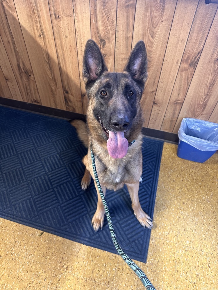 Danzig FTA Reptar Blue located in NE, an adoptable Belgian Shepherd / Malinois, German Shepherd Dog in Imlay City, MI, 48444 | Photo Image 6