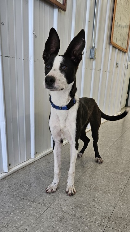 Potato, an adoptable Terrier, Border Collie in Freeport, IL, 61032 | Photo Image 1