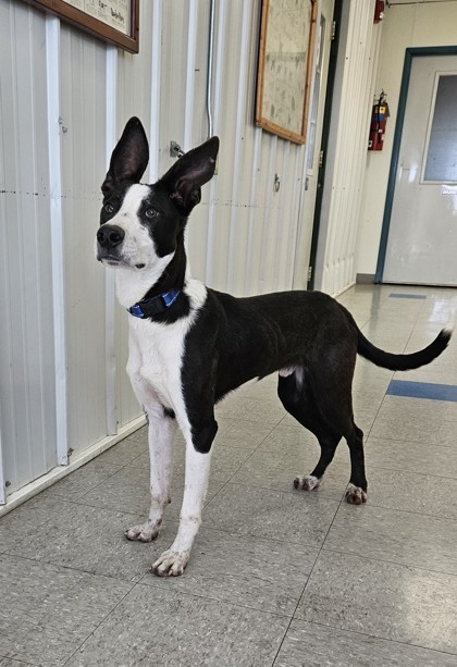 Potato, an adoptable Terrier, Border Collie in Freeport, IL, 61032 | Photo Image 2