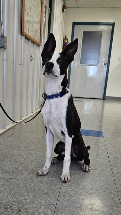 Potato, an adoptable Terrier, Border Collie in Freeport, IL, 61032 | Photo Image 3