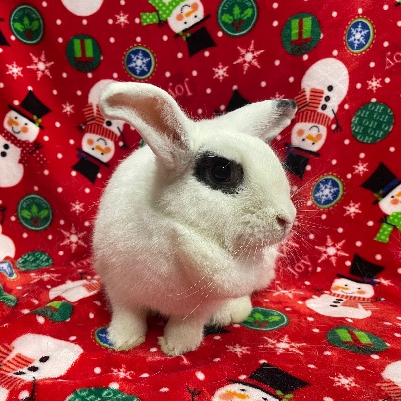 Rabbit for adoption Veronica, an American & Lop Eared Mix in