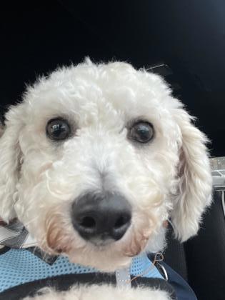 Petfinder poodle sale mix