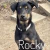 Rocky
