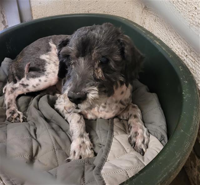 ZIGGY, an adoptable Poodle, Australian Shepherd in Santa Maria, CA, 93455 | Photo Image 1