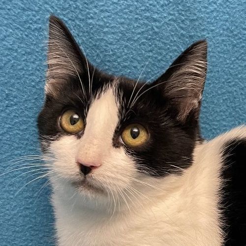 Cat for adoption - Pinto, a Domestic Short Hair in Brenham, TX | Petfinder