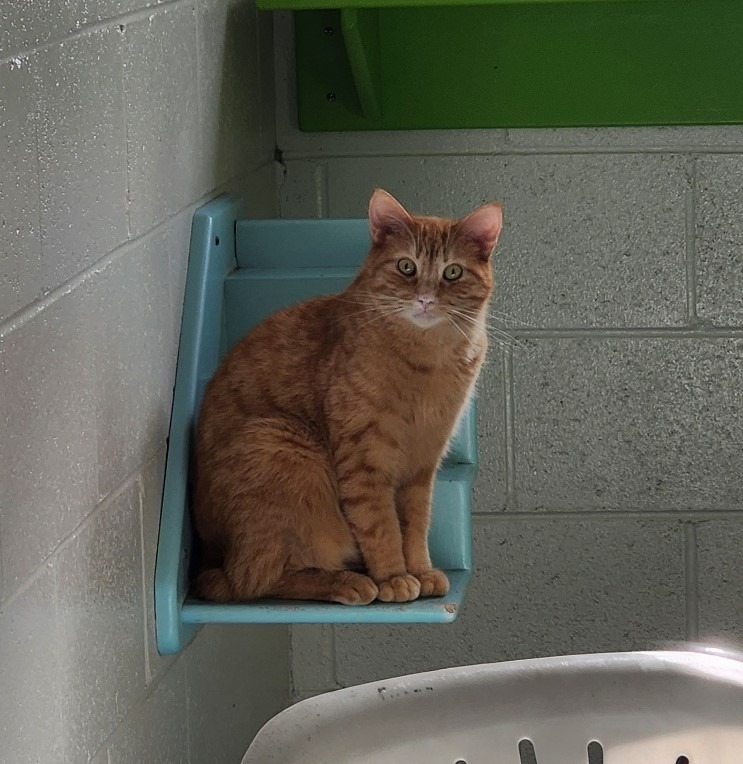 Hawkeye, an adoptable Domestic Short Hair in Muskegon, MI, 49443 | Photo Image 1
