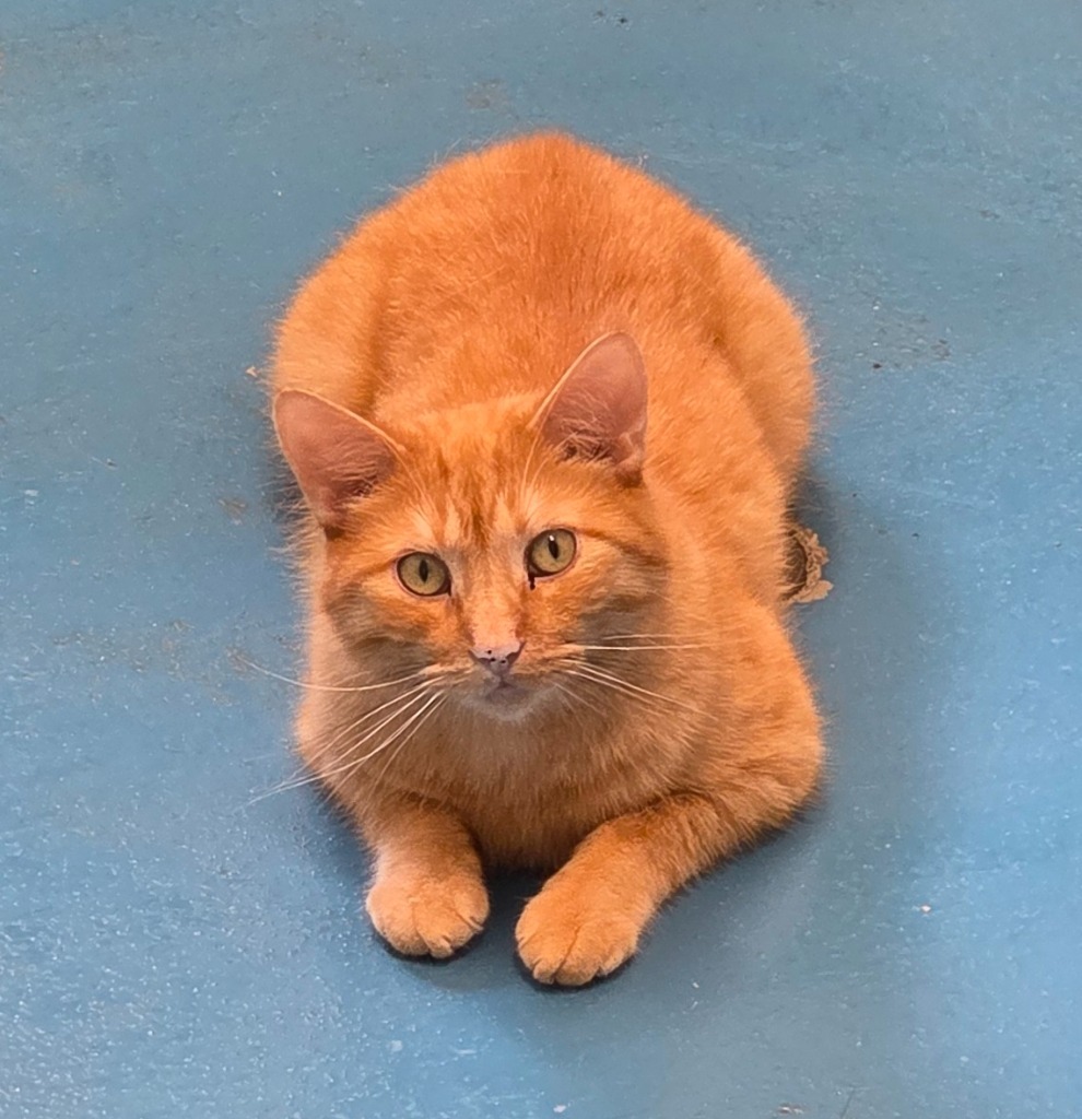 Hawkeye, an adoptable Domestic Short Hair in Muskegon, MI, 49443 | Photo Image 1