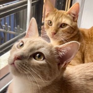 Chai and Ginger: adoption pending Domestic Short Hair Cat