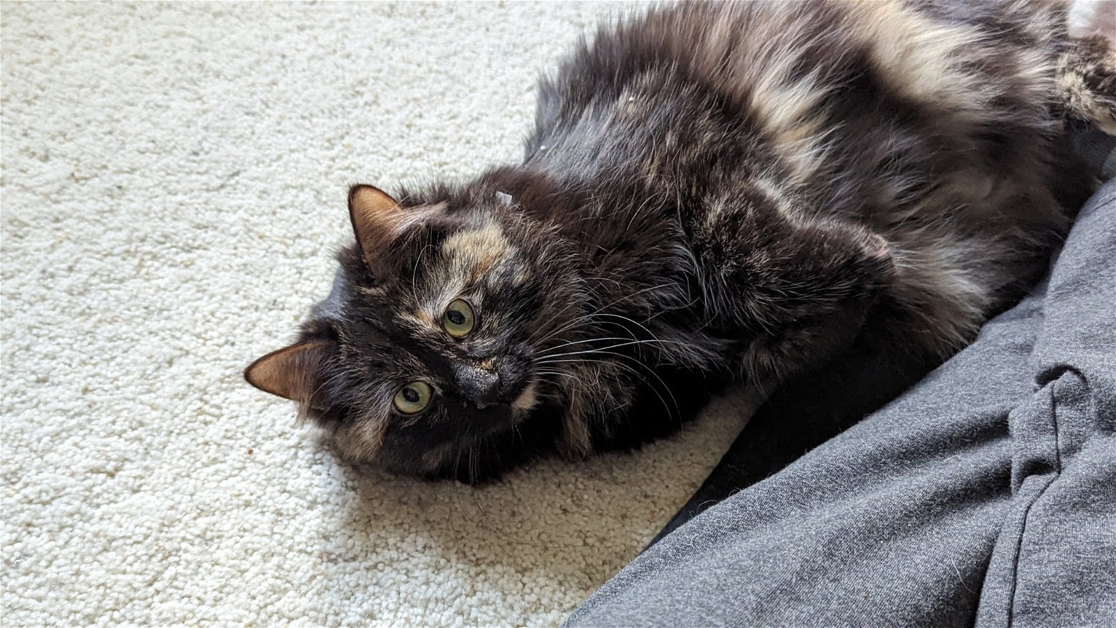 Daisy, an adoptable Domestic Medium Hair, Tortoiseshell in Littleton, CO, 80127 | Photo Image 1