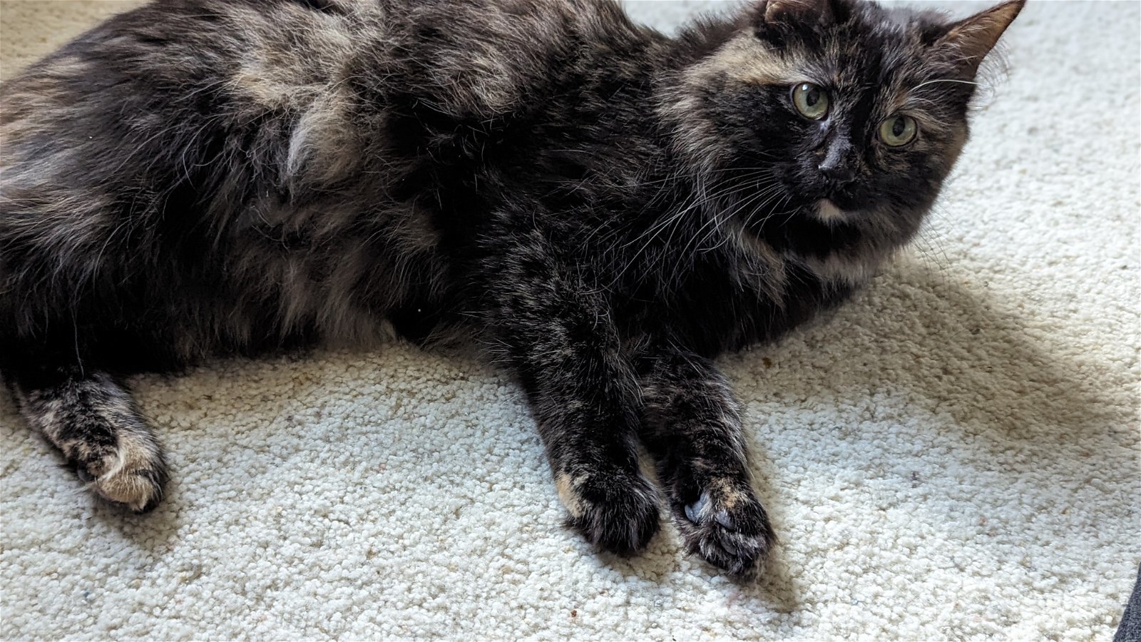 Daisy, an adoptable Domestic Medium Hair, Tortoiseshell in Littleton, CO, 80127 | Photo Image 2