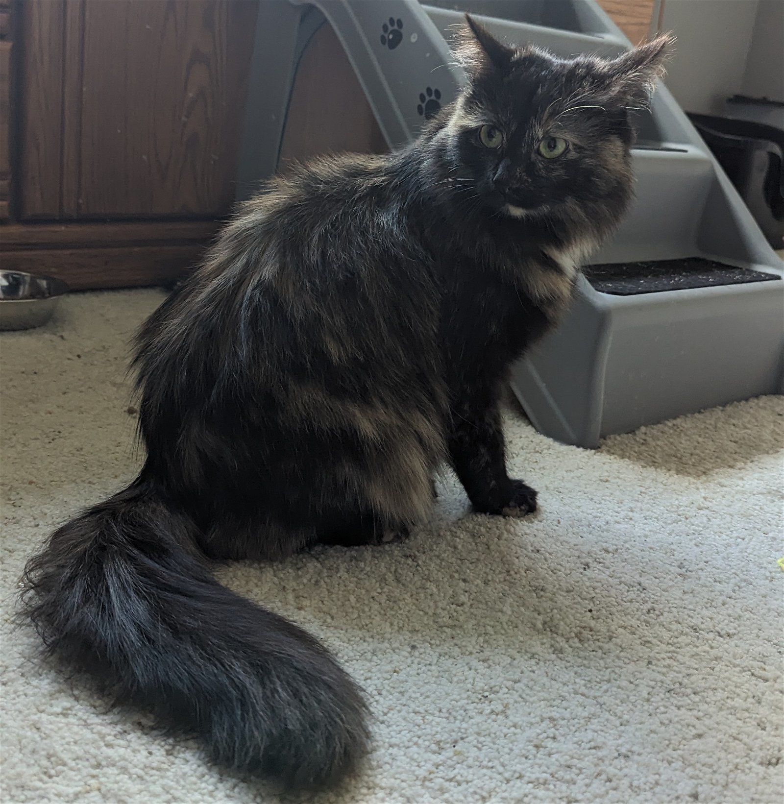 Daisy, an adoptable Domestic Medium Hair, Tortoiseshell in Littleton, CO, 80127 | Photo Image 3