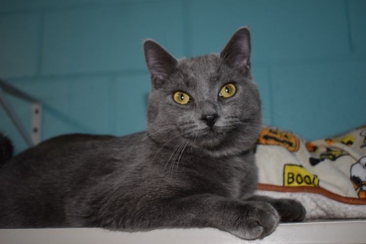 Milk Dud, an adoptable Domestic Short Hair & Russian Blue Mix in Milledgeville, GA_image-1