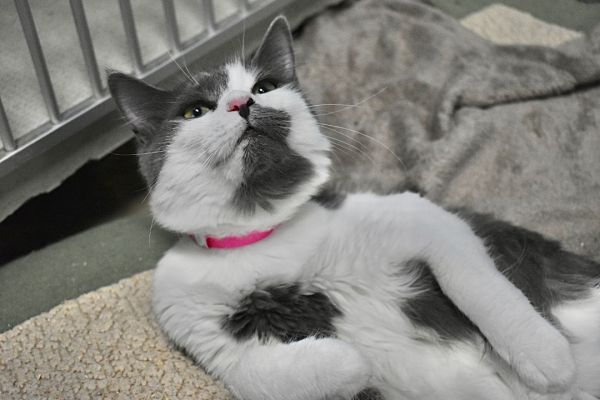 Khaleesi
