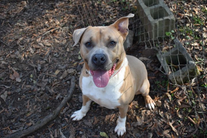 Ronan, an adoptable American Bulldog Mix in Milledgeville, GA_image-1