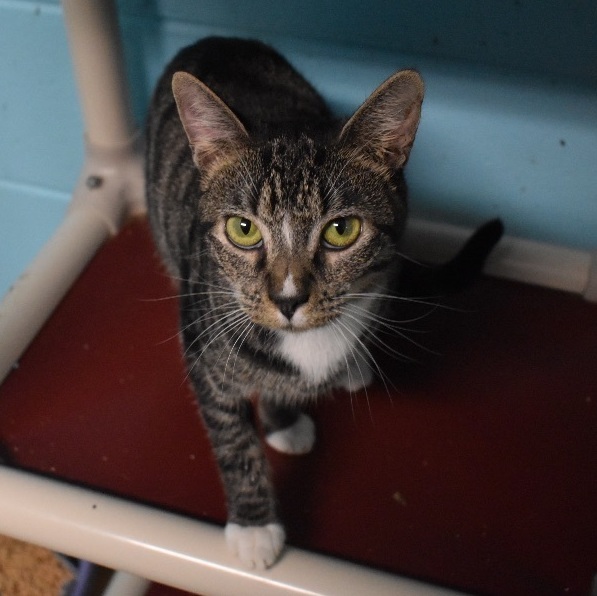 Thea, an adoptable Tabby & Domestic Short Hair Mix in Milledgeville, GA_image-1