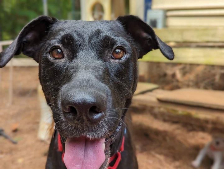May, an adoptable Black Labrador Retriever Mix in Milledgeville, GA_image-2