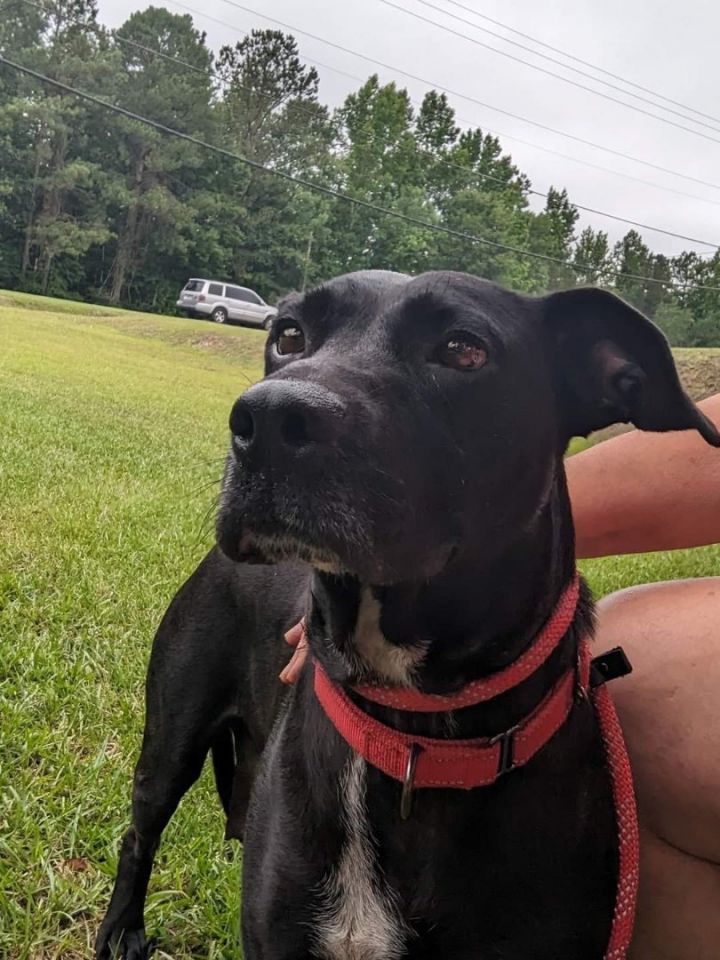 May, an adoptable Black Labrador Retriever Mix in Milledgeville, GA_image-5