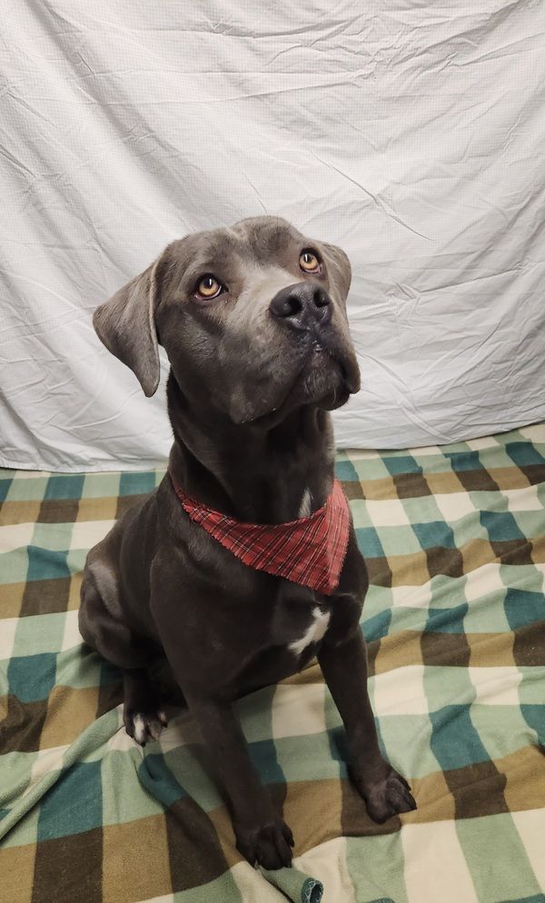 Dog for adoption Ace and Nora, an Akita & Cane Corso Mix in