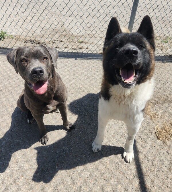 Akita store cane corso