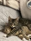 Aaron and Andrew (bonded pair) - Pending Adoption