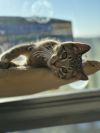 Aaron and Andrew (bonded pair) - Pending Adoption