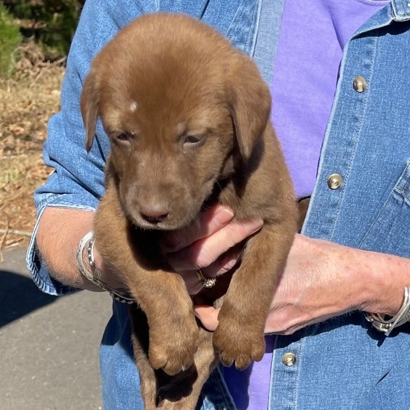 Dog for adoption - Marci, a Chocolate Labrador Retriever Mix in ...