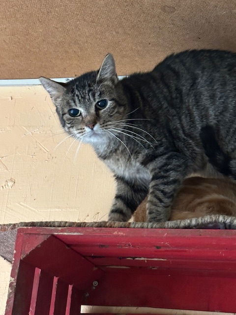 Pharoah, an adoptable Domestic Short Hair in Jackson, MS, 39213 | Photo Image 1