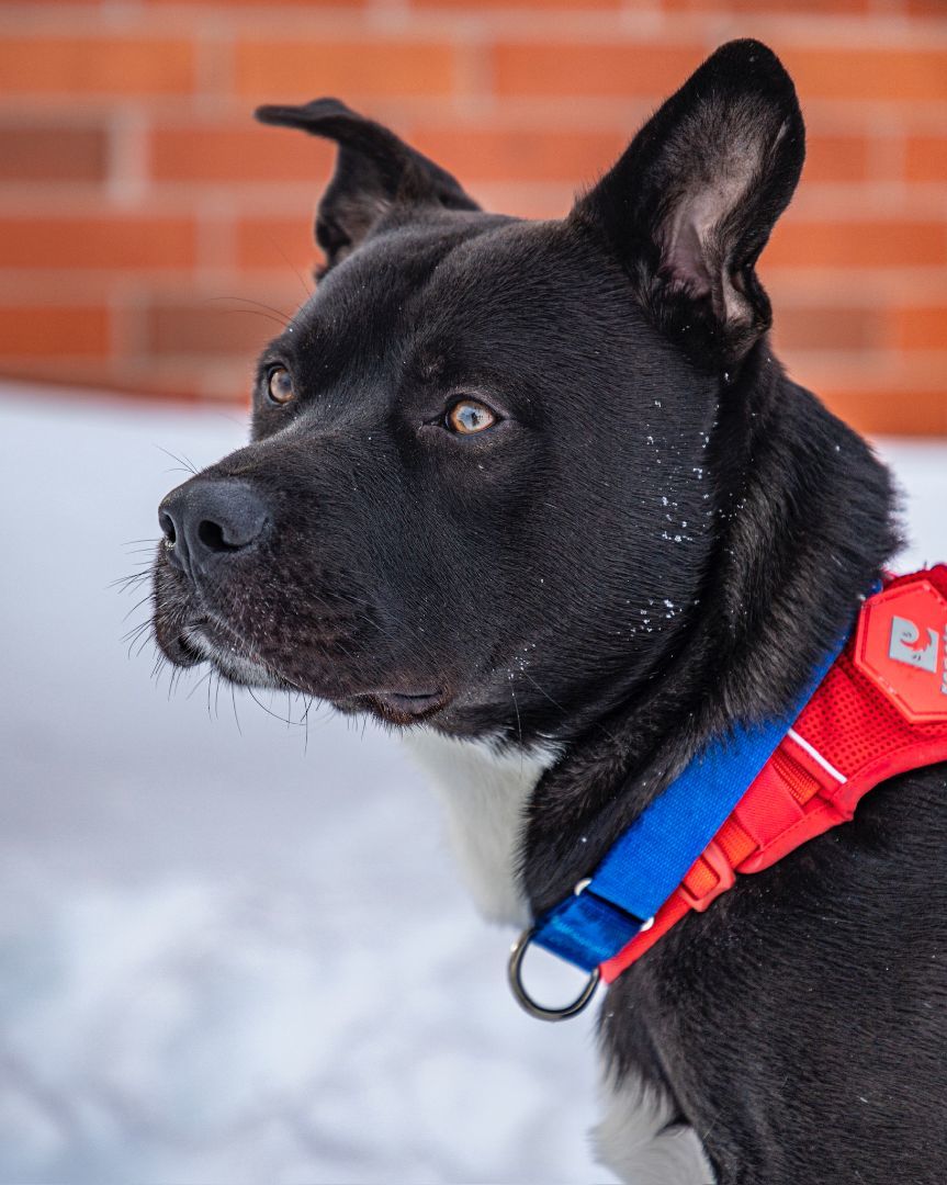 Bruce, an adoptable American Staffordshire Terrier in laval, QC, h7w 3x1 | Photo Image 3