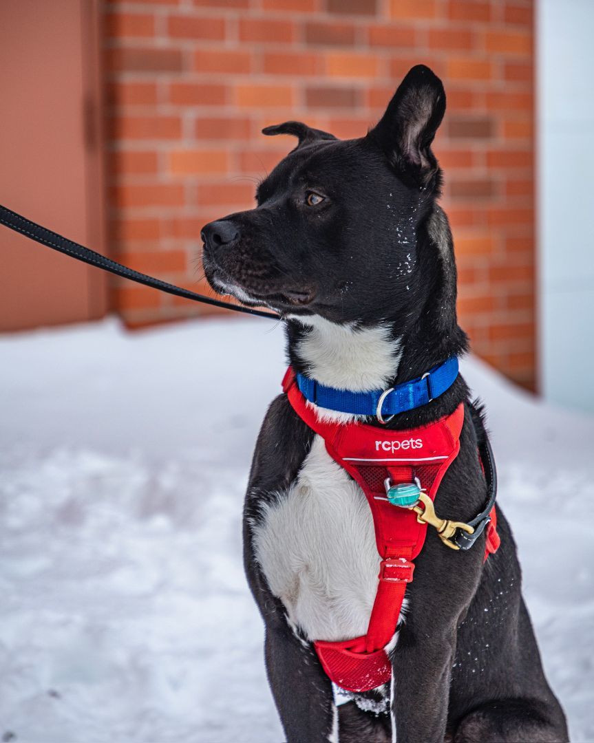 Bruce, an adoptable American Staffordshire Terrier in laval, QC, h7w 3x1 | Photo Image 4