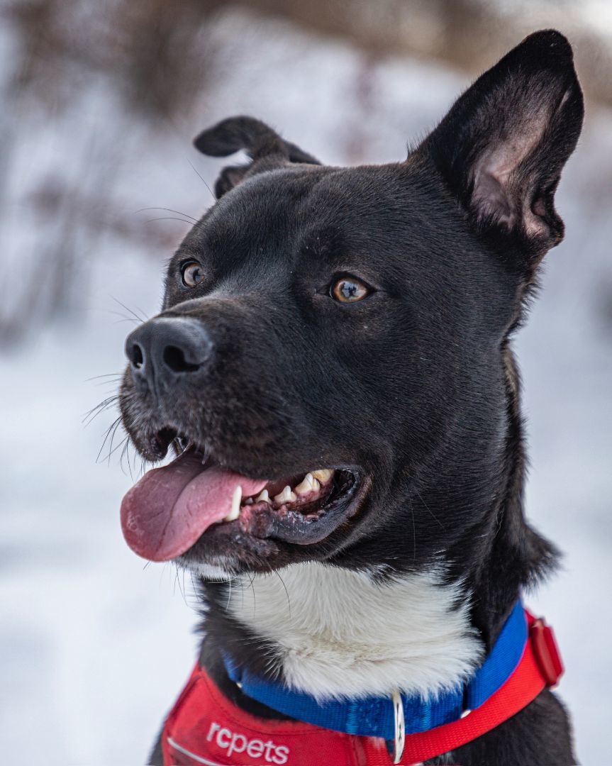 Bruce, an adoptable American Staffordshire Terrier in laval, QC, h7w 3x1 | Photo Image 5