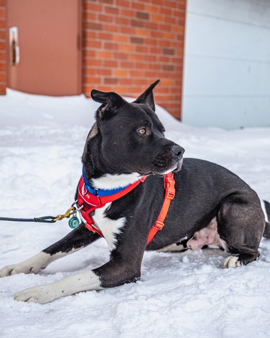 Bruce, an adoptable American Staffordshire Terrier in laval, QC, h7w 3x1 | Photo Image 6