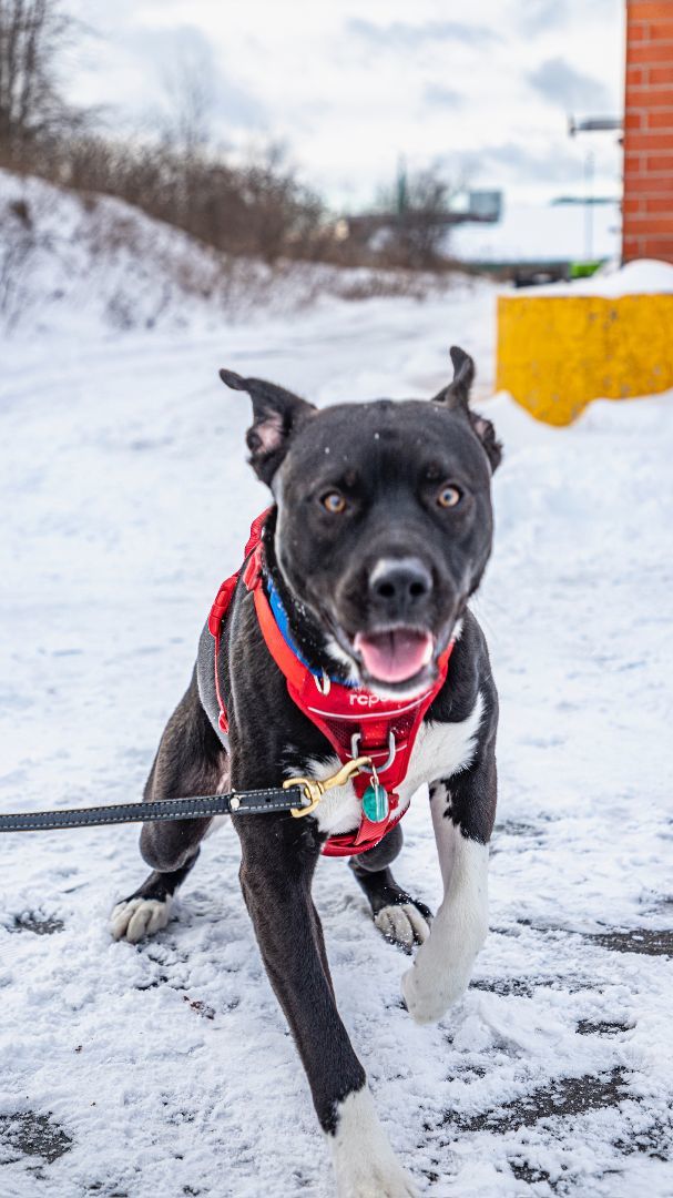 Bruce, an adoptable American Staffordshire Terrier in laval, QC, h7w 3x1 | Photo Image 1