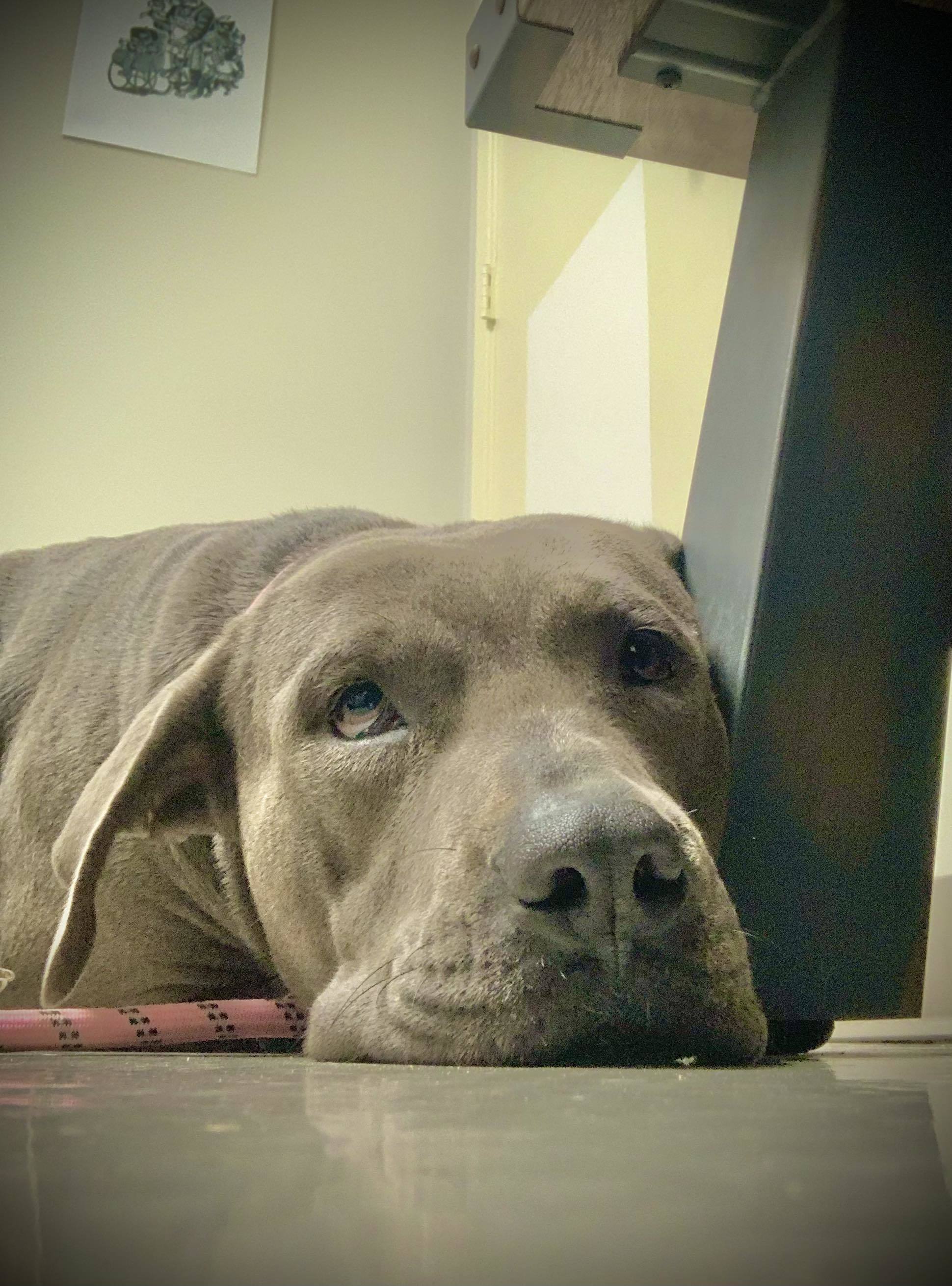 Heidi, an adoptable Pit Bull Terrier in Arlee, MT, 59821 | Photo Image 5