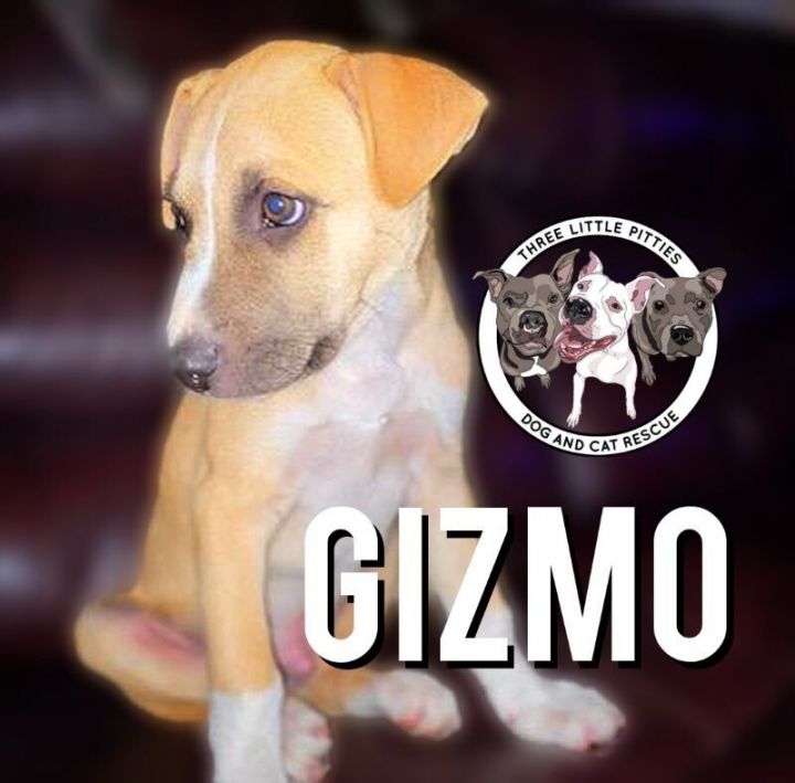 Gizmo the Smart Puppy