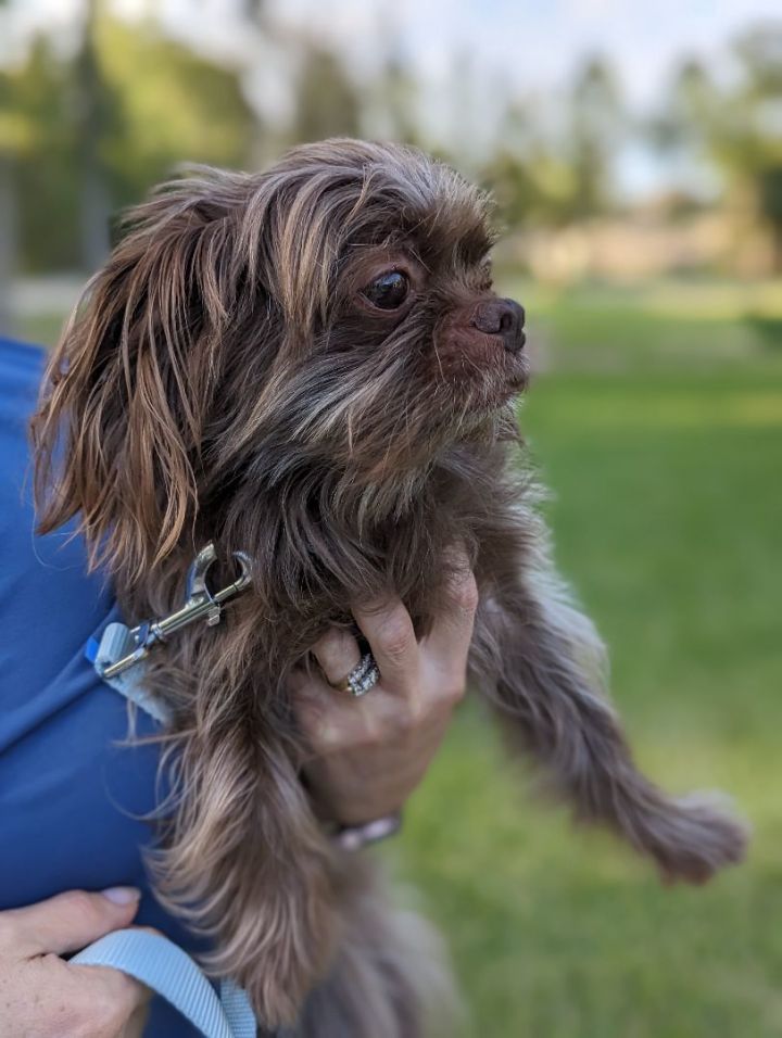 Rudy, an adopted Shih Tzu in Spring, TX_image-3