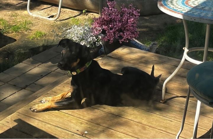 Darla, an adopted German Shepherd Dog Mix in East Lansing, MI_image-2