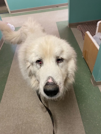 Buddy, an adoptable Great Pyrenees, Mixed Breed in Willmar, MN, 56201 | Photo Image 1