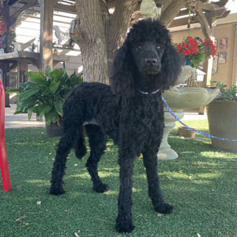 Petfinder 2024 standard poodle